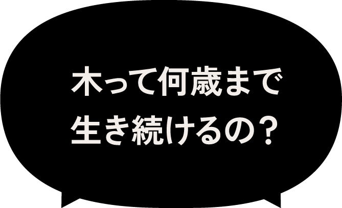 トリビア吹き出し